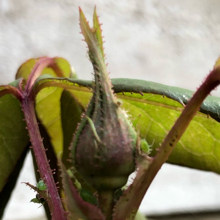 plant image 974833 plant image 974833