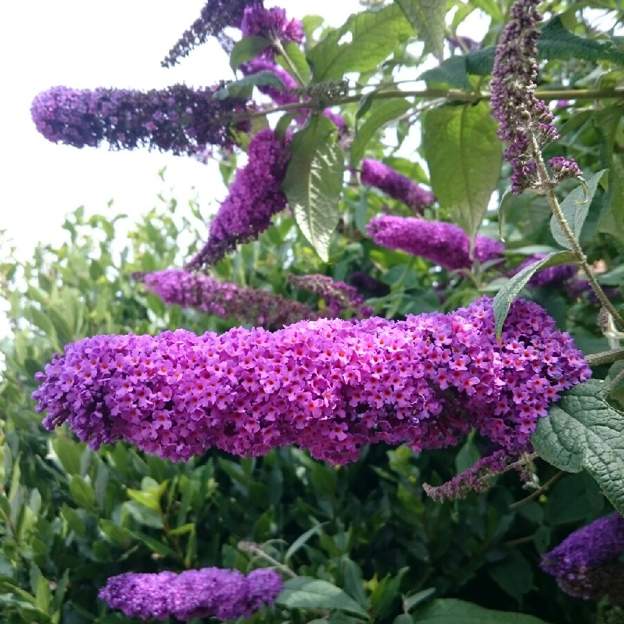 plant image 183333