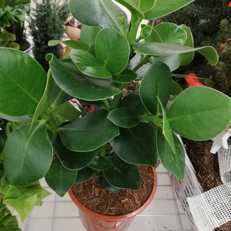 Plant image Clusia Rosea
