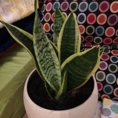 Sansevieria