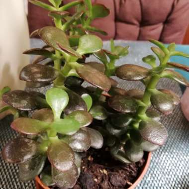 Crassula ovata 'Arborescens'
