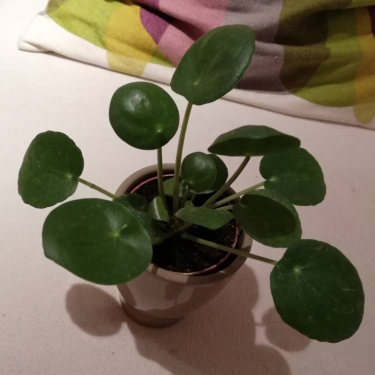 plant image 918708