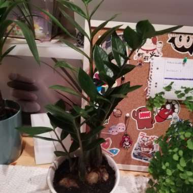 Zamioculcas zamiifolia