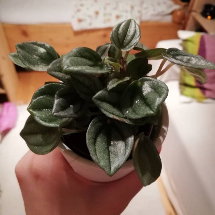 Plant image Peperomia sandersii