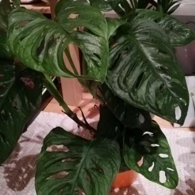 Monstera obliqua 'Leichtlinii'