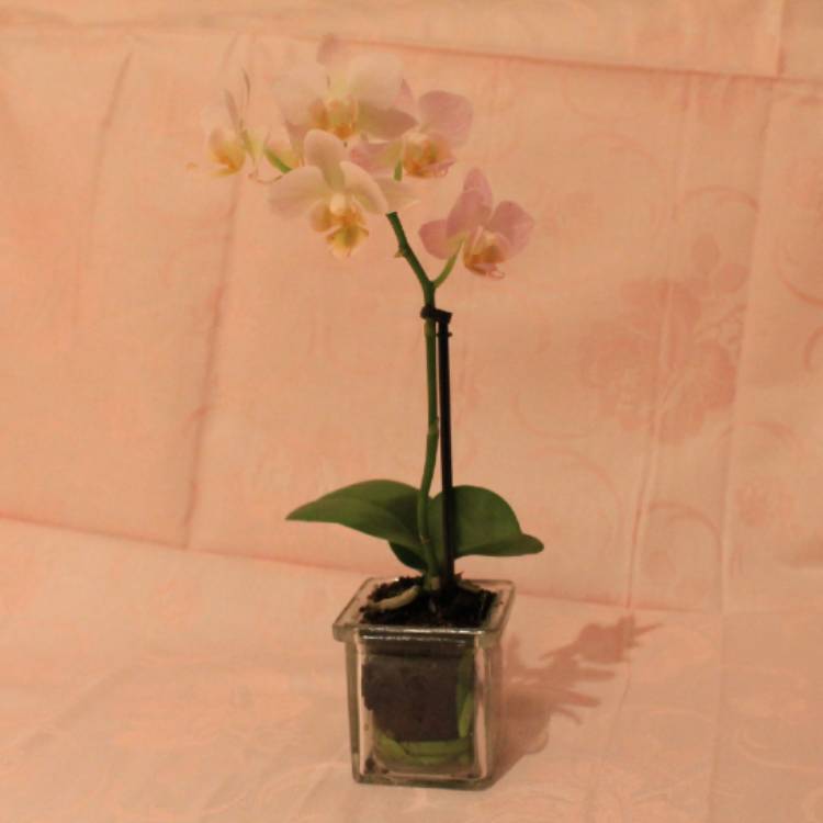 plant image 922191