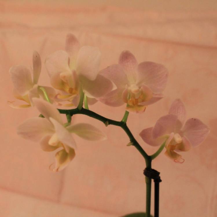 plant image 922193