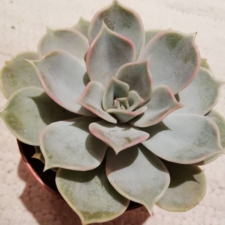 Plant image Echeveria Lilacina