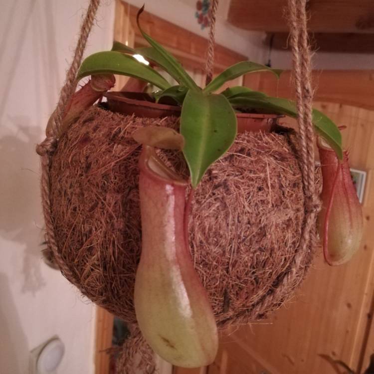 Plant image Nepenthes 'Alata'
