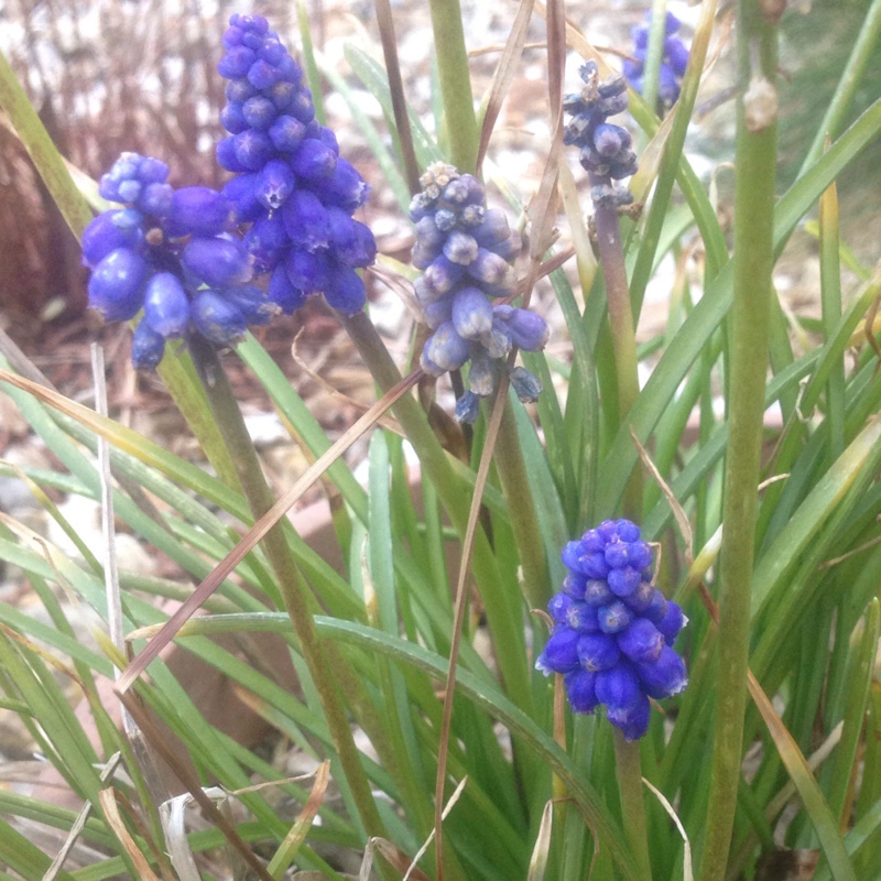 Grape Hyacinth (Species) Armenian Grape Hyacinth