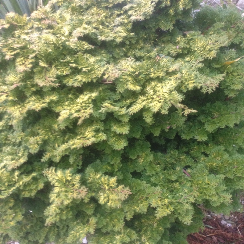 Jen's garden