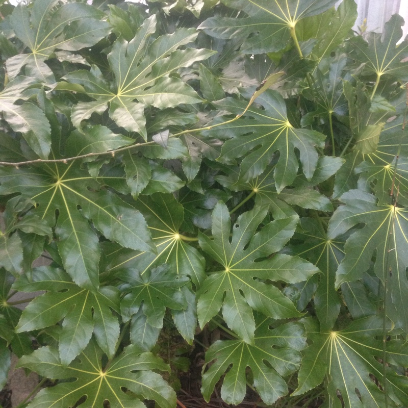 Japanese Aralia