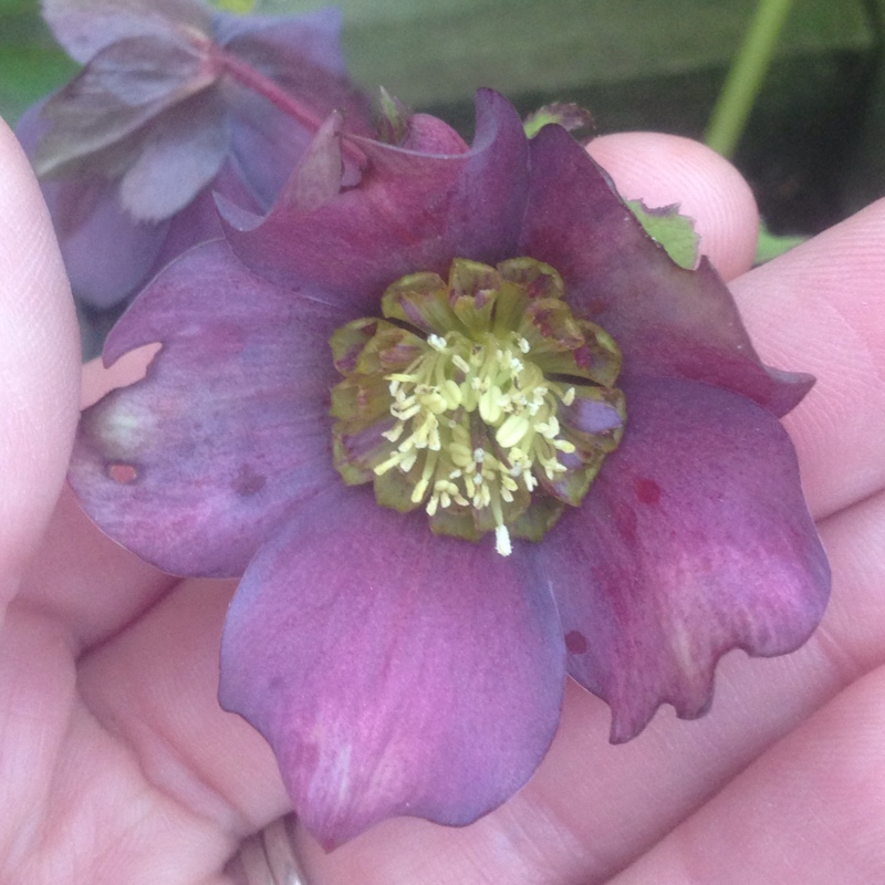 Hellebore (Species) Purple-flowered Hellebore