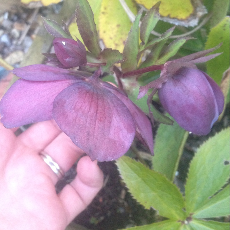 Hellebore (Species) Purple-flowered Hellebore