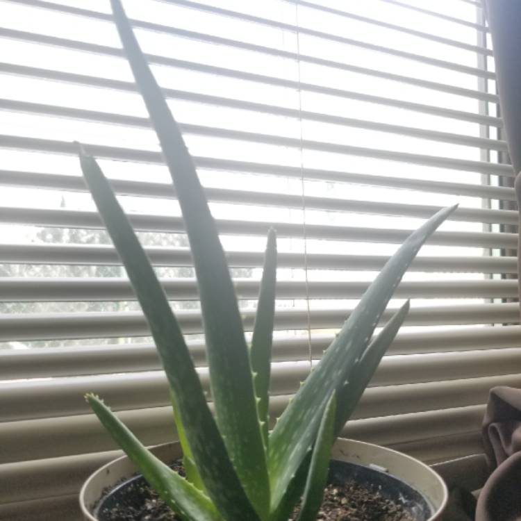 Plant image Aloe hybrid 'Always Red'