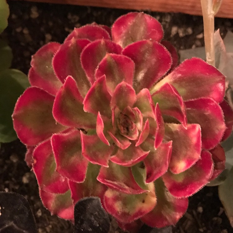 Plant image Aeonium Copper Kettle