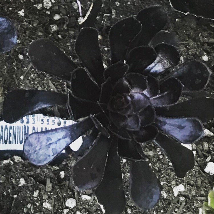 plant image 1140098