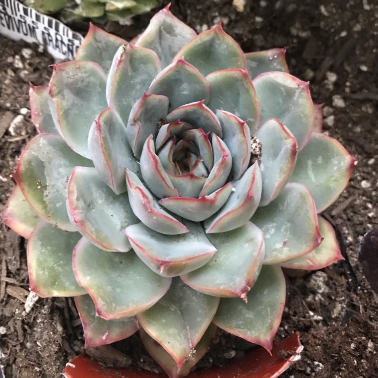 plant image 1143984