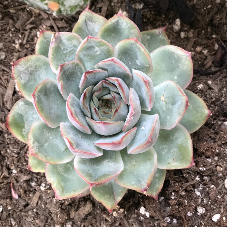plant image 1162201