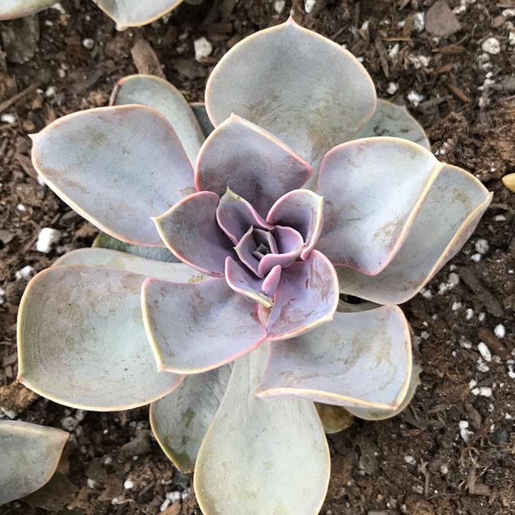 plant image 1162210