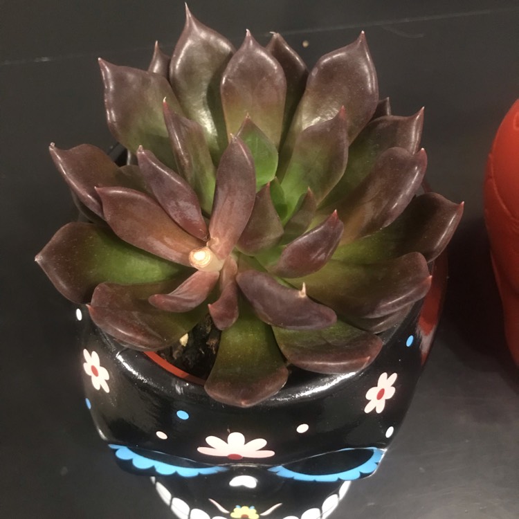plant image 1165032