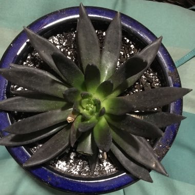 Echeveria Affinis sp.