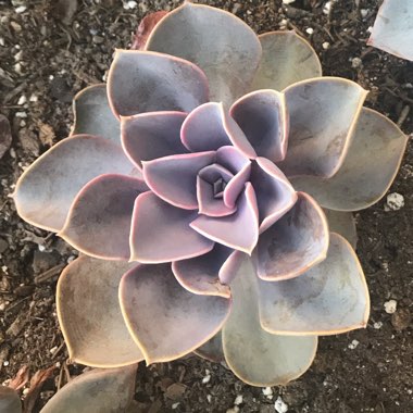 Echeveria 'Perle Von Nurnberg'