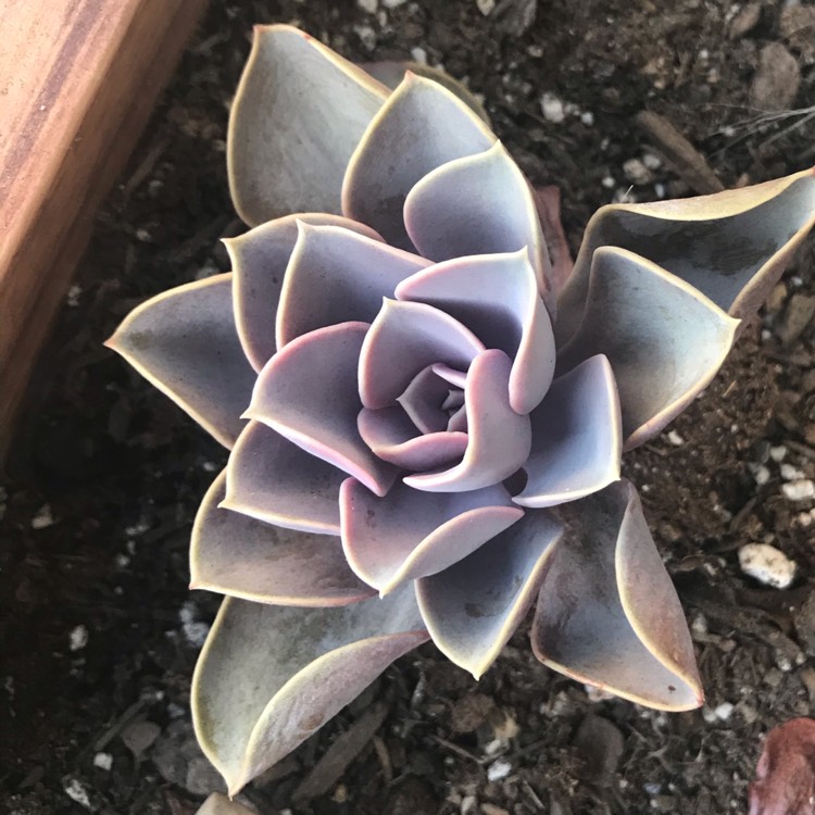 plant image 1183188
