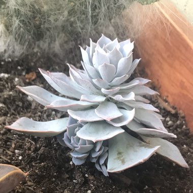 Echeveria 'Lilacina'