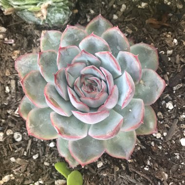 Echeveria 'Hercules'