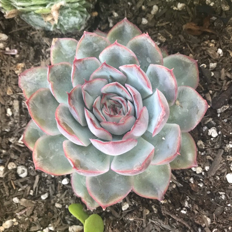 plant image 1183450