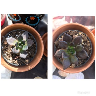 Echeveria 'Black Prince'