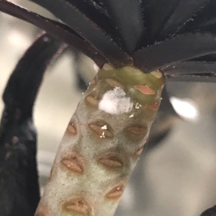 plant image 1187301