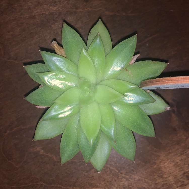 Plant image Echeveria Agavoides Lemaire