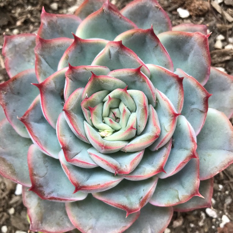 Plant image Echeveria Hercules