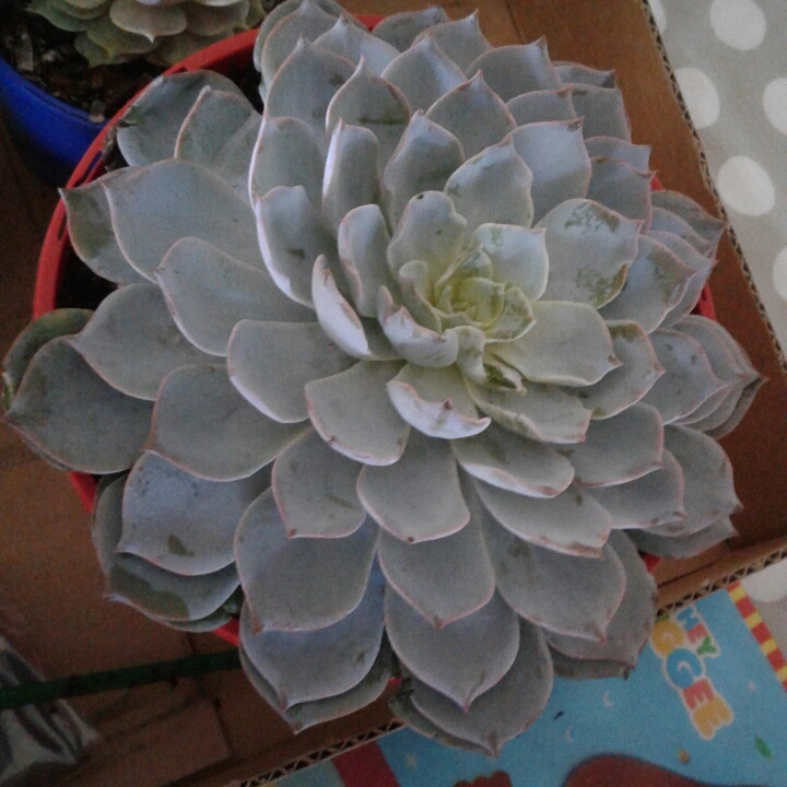 plant image 674052