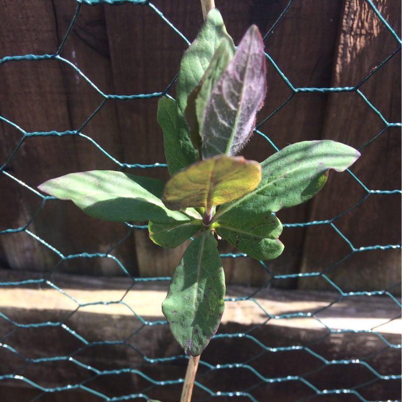 Honeysuckle 'Belgica'