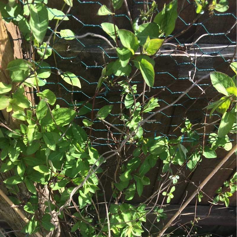 Honeysuckle 'Halliana'