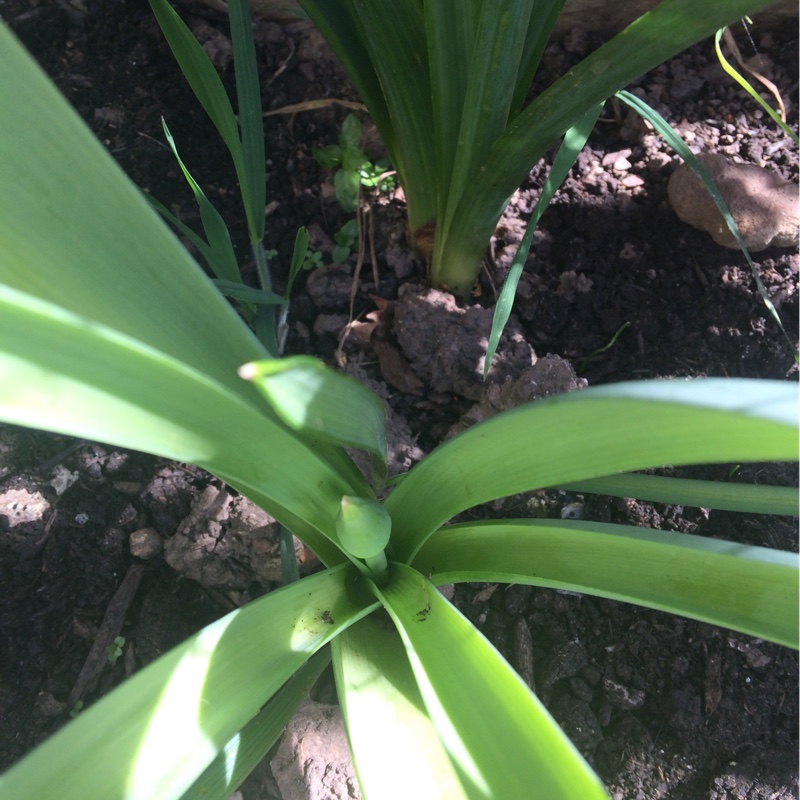 plant image 47982 plant image 47982