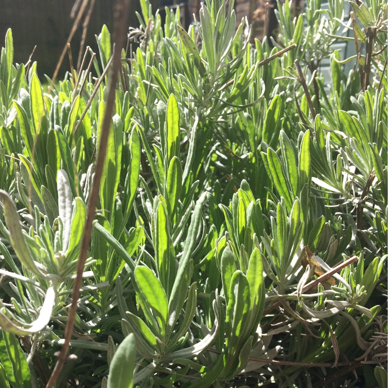 Lavender
