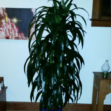 Dracaena fragrans 'Janet Craig' Compacta