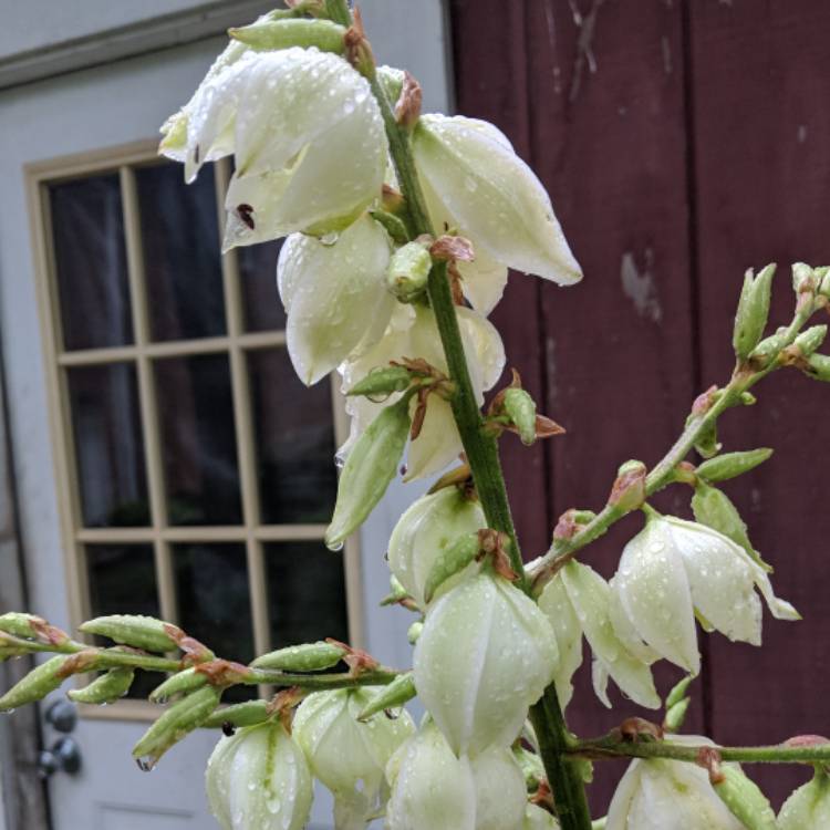 plant image 740491