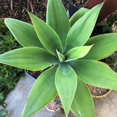 Agave attenuata