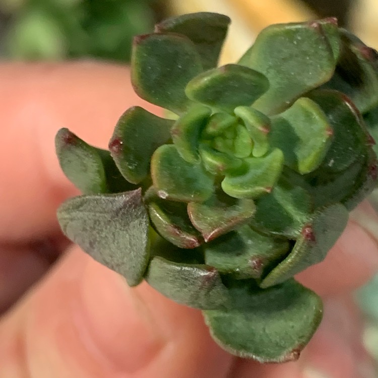 plant image 1434062