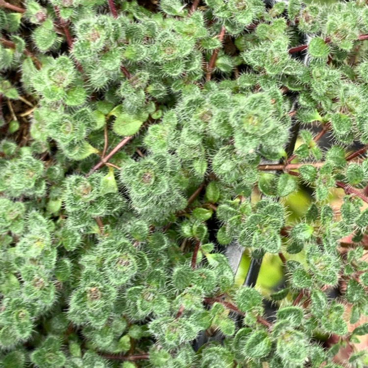 Plant image Thymus Pseudolanuginosus