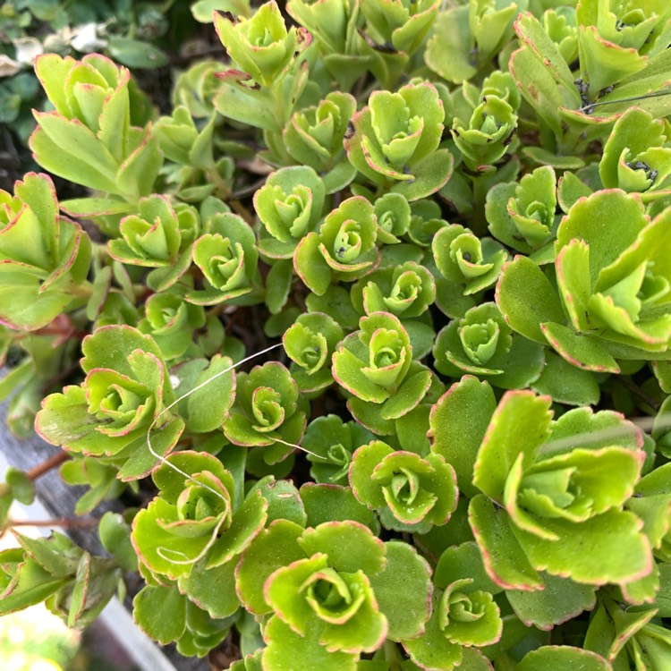 Plant image Sedum Spurium 'Green Mantle'