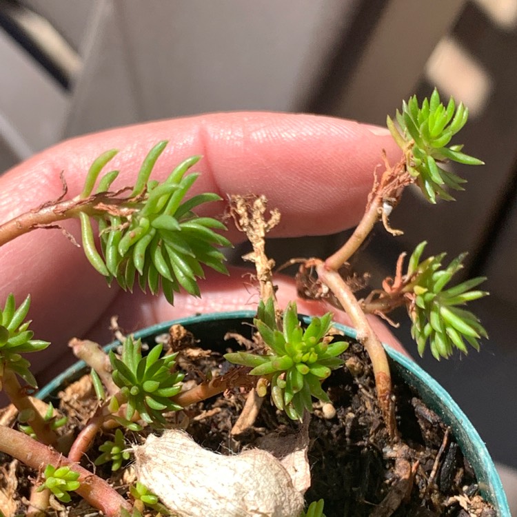plant image 1477458