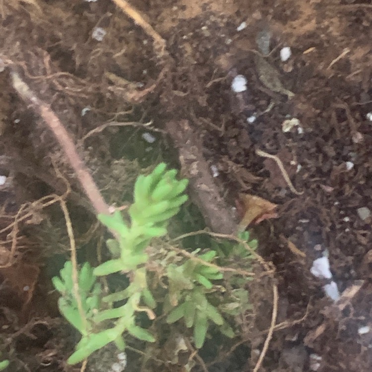 Plant image Sedum Sexangulare