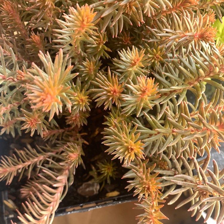 Plant image Sedum hakonense 'Chocolate Ball'