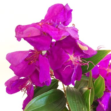 Tibouchina urvilleana